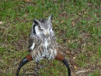 baby owl
