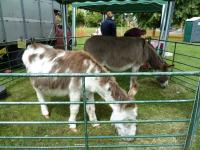 the Donkey Sanctuary