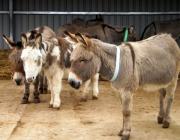 The friendly donkeys 