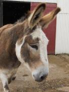 At the Donkey Sanctuary