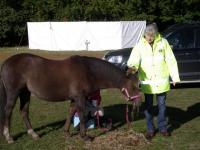 Evene the ponies get some grub