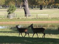 Windsor Great park in all its beauty